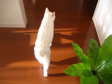 f:id:kobitoku:20201205105753j:plain