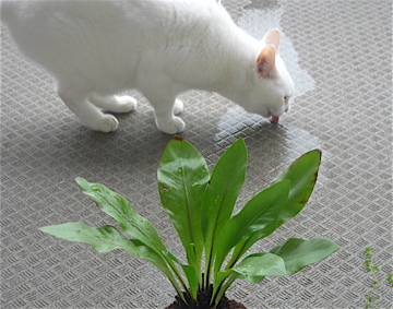 f:id:kobitoku:20201205105807j:plain