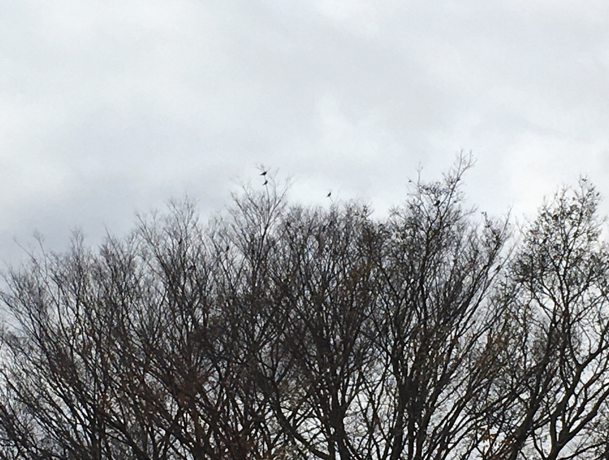 f:id:kobitoku:20201224210556j:plain