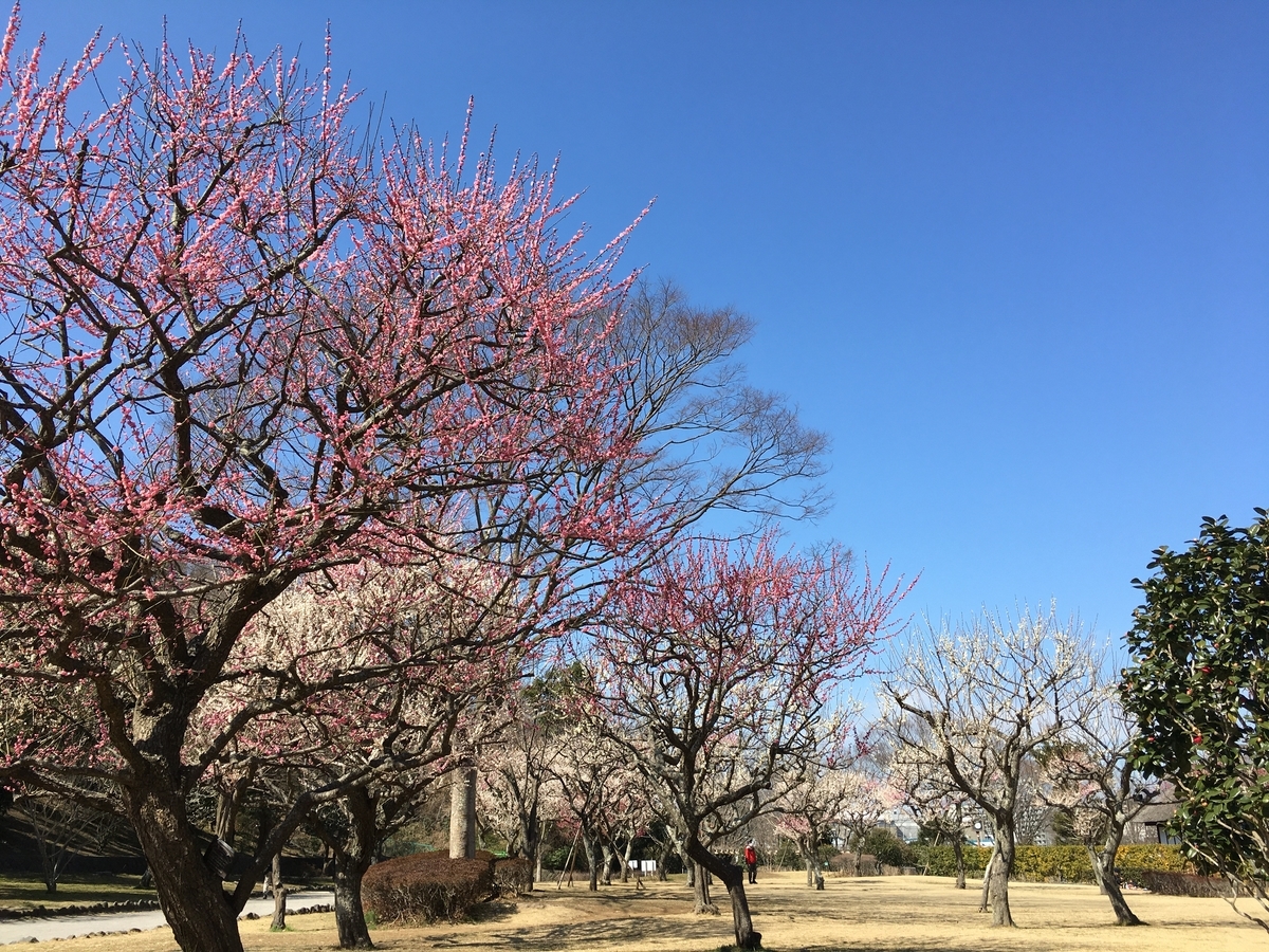 f:id:kobitoku:20210226081906j:plain
