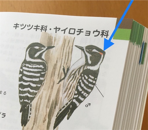 f:id:kobitoku:20210315070136j:image f:id:kobitoku:20210315070136j:image