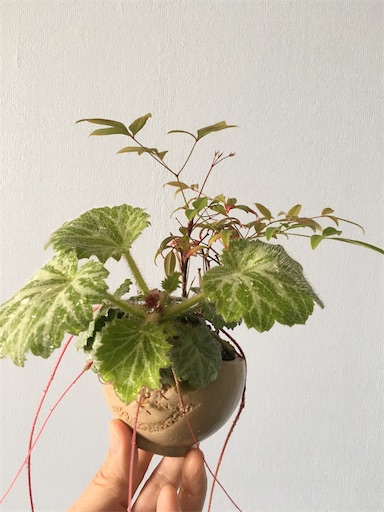 f:id:kobitoku:20210506063735j:plain