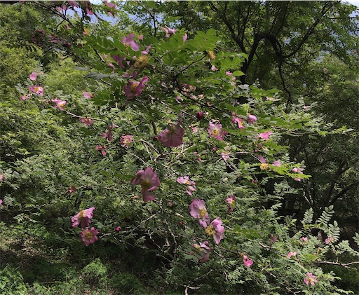 f:id:kobitoku:20210614075327j:image f:id:kobitoku:20210614075327j:image