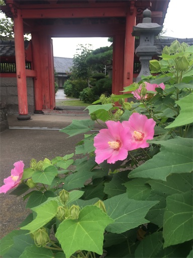 f:id:kobitoku:20210826071635j:image f:id:kobitoku:20210826071635j:image