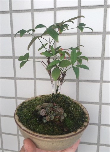 f:id:kobitoku:20210909065152j:image f:id:kobitoku:20210909065152j:image