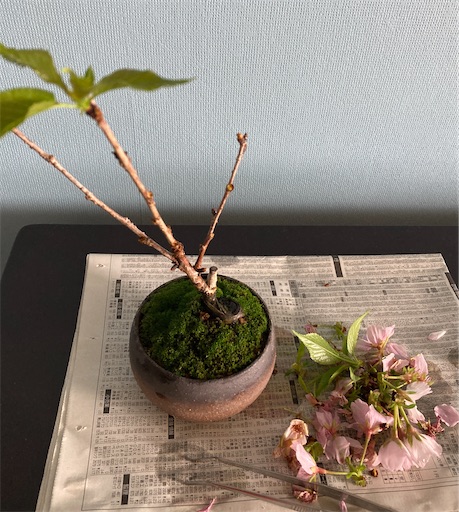 f:id:kobitoku:20220514075548j:image f:id:kobitoku:20220514075548j:image