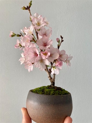 f:id:kobitoku:20220514075550j:image f:id:kobitoku:20220514075550j:image