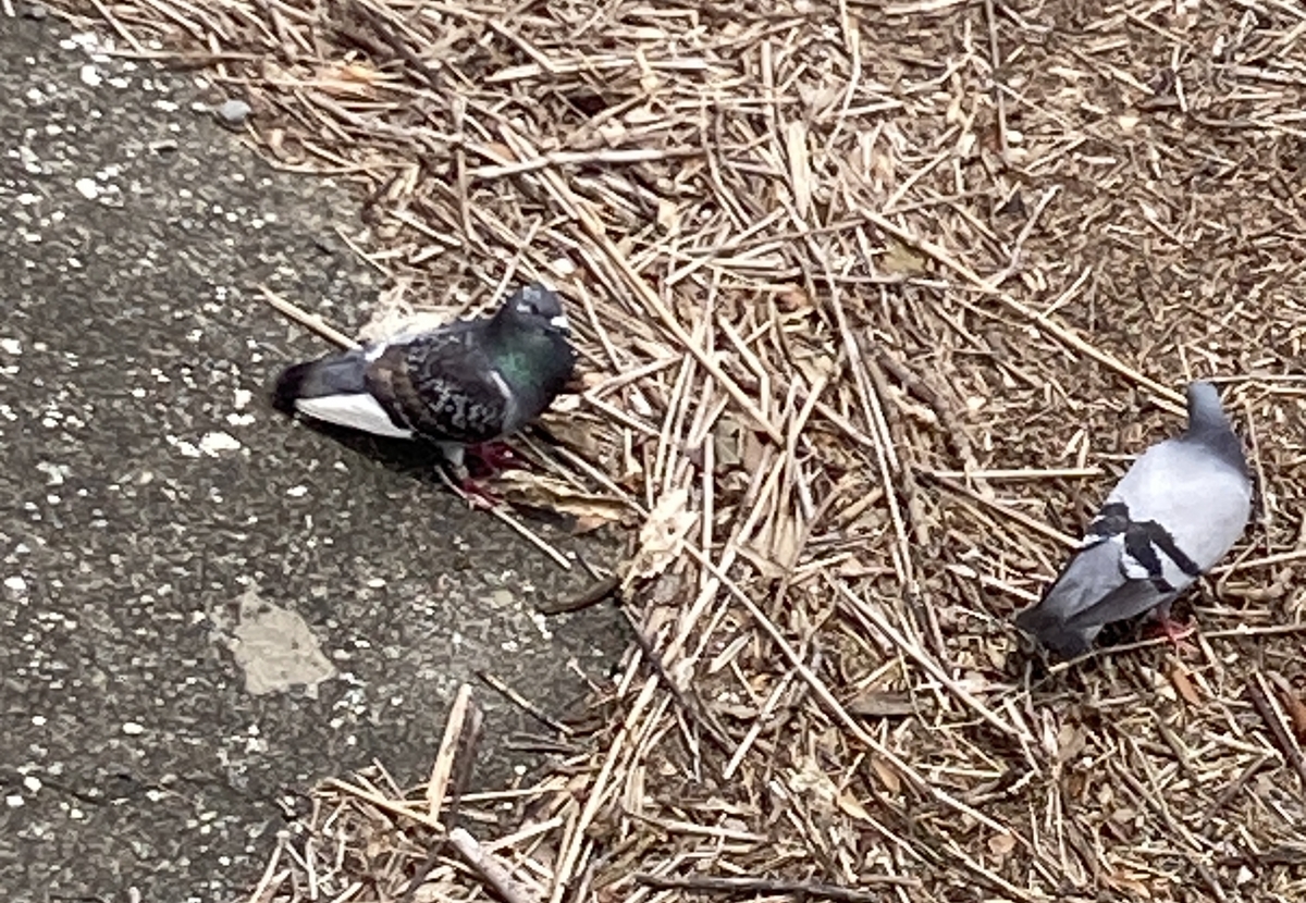 レース鳩用チップリング 23 11 23（木）チップリングの装着 - YouTube