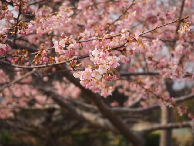 f:id:kobiyama:20170306234802j:plain f:id:kobiyama:20170306234802j:plain