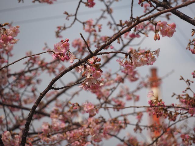 f:id:kobiyama:20170306234806j:plain f:id:kobiyama:20170306234806j:plain