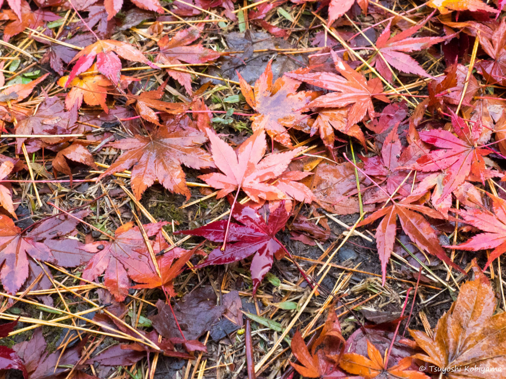 f:id:kobiyama:20171112070843j:plain