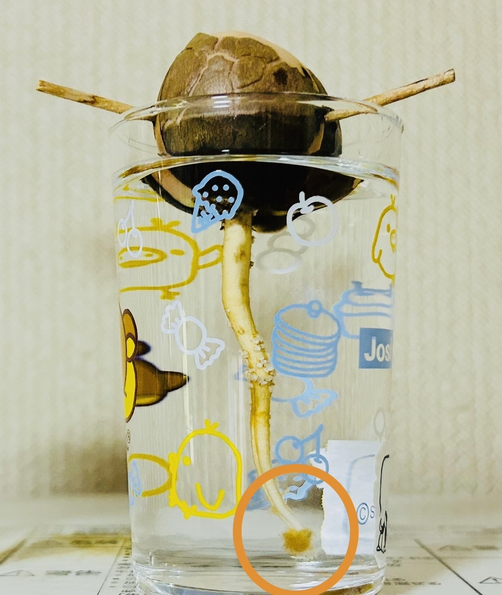 アボカド🥑水耕栽培に🌱→観察日記で〜す😄👍🙌 - てのひらに日だまりを
