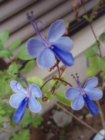 f:id:koboaoineko:20170706213809j:plain f:id:koboaoineko:20170706213809j:plain