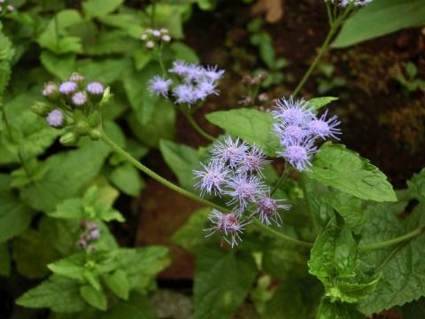 f:id:koboaoineko:20170819112530j:plain f:id:koboaoineko:20170819112530j:plain