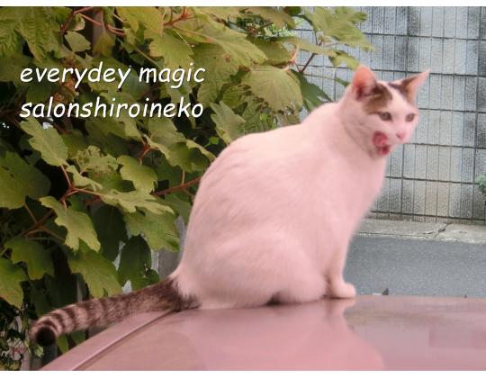 f:id:koboaoineko:20170819114502j:plain f:id:koboaoineko:20170819114502j:plain