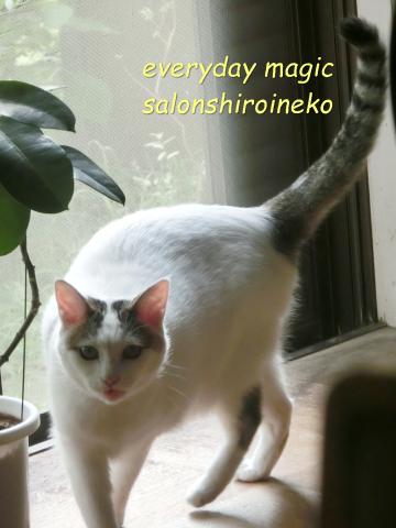 f:id:koboaoineko:20170822162314j:plain f:id:koboaoineko:20170822162314j:plain