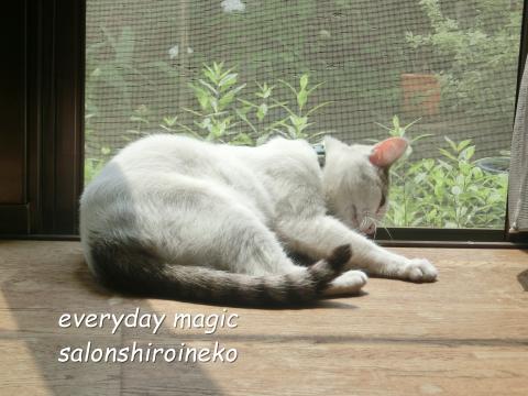 f:id:koboaoineko:20170826111659j:plain f:id:koboaoineko:20170826111659j:plain