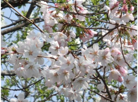f:id:koboaoineko:20180330122204j:plain f:id:koboaoineko:20180330122204j:plain