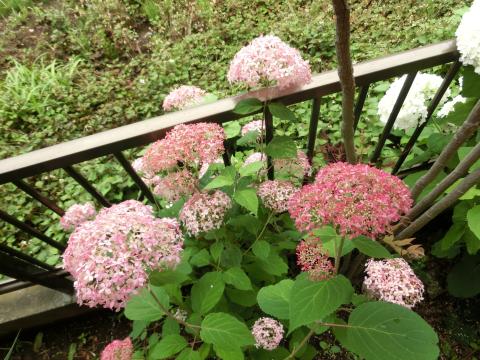 f:id:koboaoineko:20180626124954j:plain