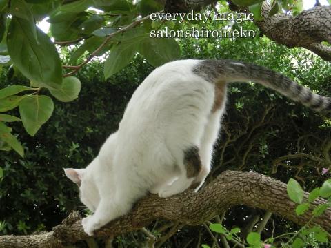 f:id:koboaoineko:20180922192107j:plain f:id:koboaoineko:20180922192107j:plain