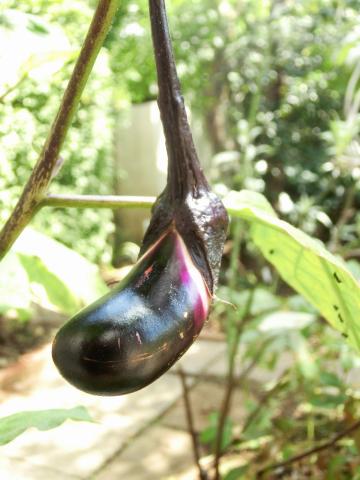 f:id:koboaoineko:20190912113511j:plain f:id:koboaoineko:20190912113511j:plain