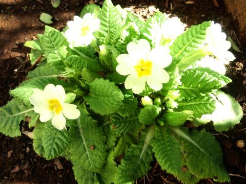 f:id:koboaoineko:20200227122802j:plain f:id:koboaoineko:20200227122802j:plain