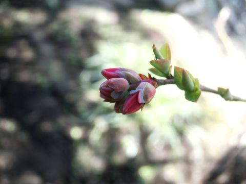 f:id:koboaoineko:20200227122957j:plain f:id:koboaoineko:20200227122957j:plain