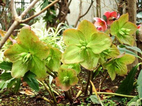 f:id:koboaoineko:20200227133005j:plain f:id:koboaoineko:20200227133005j:plain