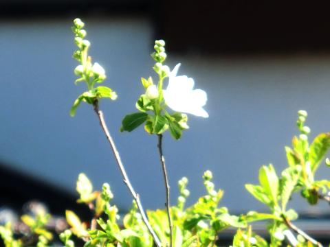 f:id:koboaoineko:20200311134833j:plain