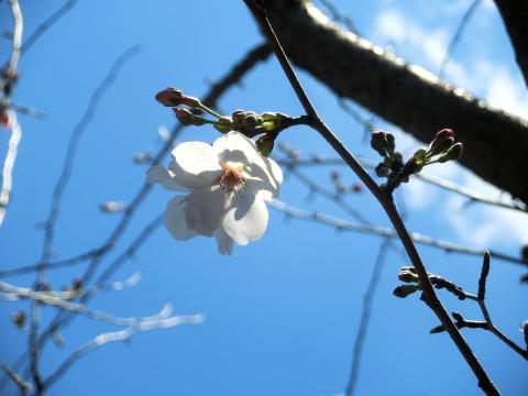 f:id:koboaoineko:20200325114535j:plain f:id:koboaoineko:20200325114535j:plain