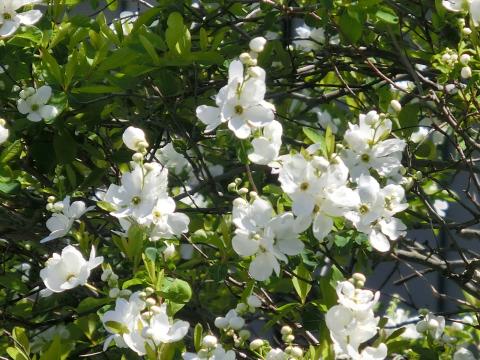 f:id:koboaoineko:20200325115036j:plain f:id:koboaoineko:20200325115036j:plain