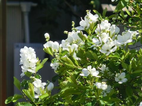 f:id:koboaoineko:20200325115200j:plain f:id:koboaoineko:20200325115200j:plain