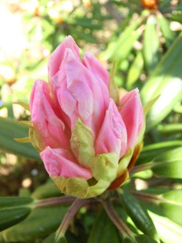 f:id:koboaoineko:20200325115544j:plain f:id:koboaoineko:20200325115544j:plain