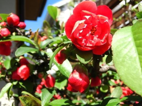 f:id:koboaoineko:20200325115719j:plain f:id:koboaoineko:20200325115719j:plain