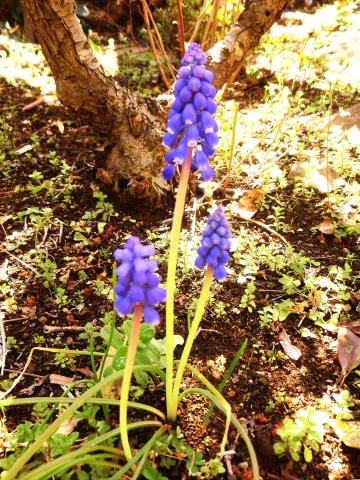 f:id:koboaoineko:20200325121211j:plain f:id:koboaoineko:20200325121211j:plain