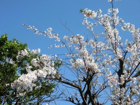 f:id:koboaoineko:20200409124021j:plain f:id:koboaoineko:20200409124021j:plain