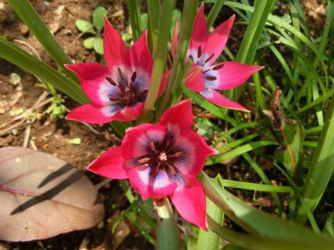 f:id:koboaoineko:20200409124258j:plain f:id:koboaoineko:20200409124258j:plain