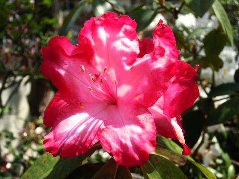 f:id:koboaoineko:20200409124856j:plain f:id:koboaoineko:20200409124856j:plain