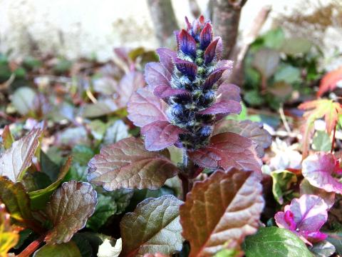 f:id:koboaoineko:20200409125205j:plain f:id:koboaoineko:20200409125205j:plain