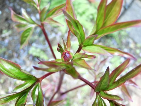 f:id:koboaoineko:20200409125346j:plain f:id:koboaoineko:20200409125346j:plain