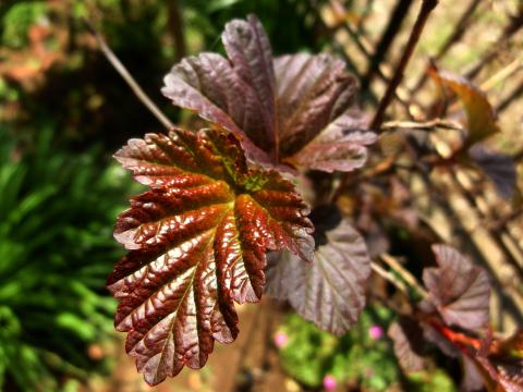 f:id:koboaoineko:20200409125914j:plain f:id:koboaoineko:20200409125914j:plain