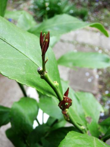 f:id:koboaoineko:20200409130518j:plain f:id:koboaoineko:20200409130518j:plain