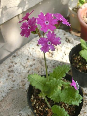 f:id:koboaoineko:20200513155056j:plain f:id:koboaoineko:20200513155056j:plain