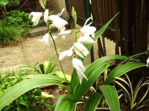 f:id:koboaoineko:20200513155809j:plain f:id:koboaoineko:20200513155809j:plain