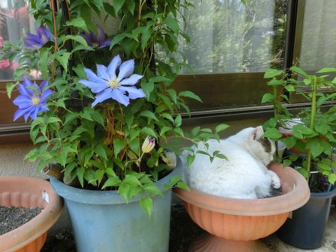 f:id:koboaoineko:20200513161128j:plain f:id:koboaoineko:20200513161128j:plain