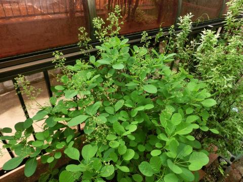 f:id:koboaoineko:20200513161653j:plain f:id:koboaoineko:20200513161653j:plain