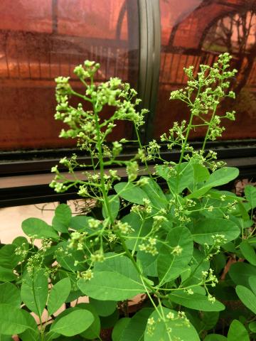 f:id:koboaoineko:20200513161716j:plain f:id:koboaoineko:20200513161716j:plain