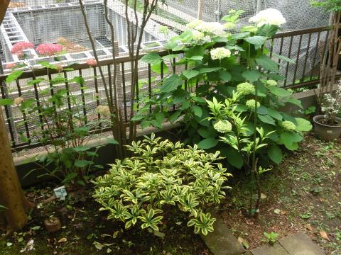 f:id:koboaoineko:20200610114305j:plain f:id:koboaoineko:20200610114305j:plain