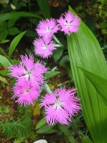 f:id:koboaoineko:20200610131143j:plain f:id:koboaoineko:20200610131143j:plain