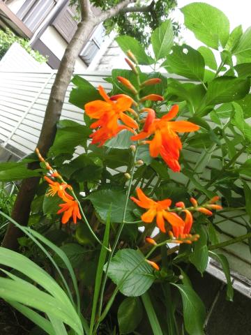 f:id:koboaoineko:20200701152837j:plain f:id:koboaoineko:20200701152837j:plain